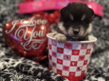 Pomsky – Pomsky Female – Oak Harbor