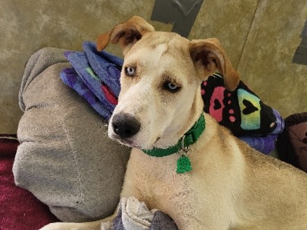 Mixed Breed – Rehoming – Bonneau