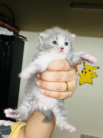 Persian (Traditional) – pure persian kittens