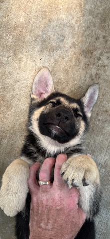 German Shepherd – German shepherd puppies for sale