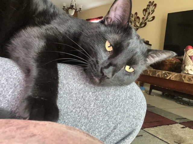 Cat that i have to rehome 😢