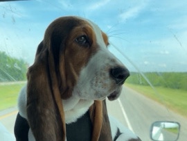 Grand Basset Griffon Vendéen – Rehoming my Beautiful Basset Hound – Dallas