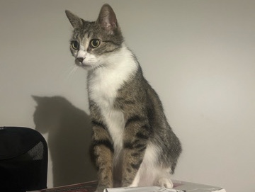 American Shorthair – Rescued Cute Girl Tabby – Orange