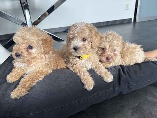 Maltipoo – Maltipoo-Welpen suchen ein neues zu Hause – Sindelfingen