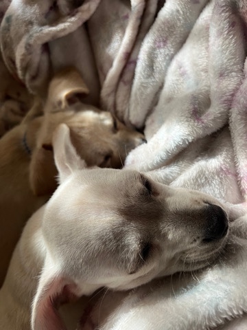 Labrador Retriever – Lab puppies