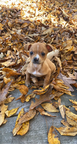 Cardigan Welsh Corgi – New home for Lola