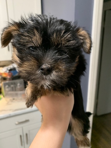 Yorkshire Terrier – text (708)***