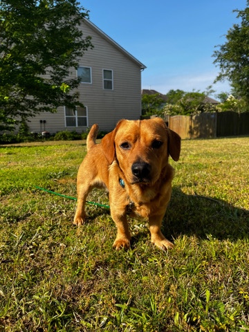 corgi retriever (?)