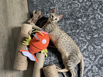 Savannah – Rare Opportunity: F6 Savannah looking for New Home! – Charlotte