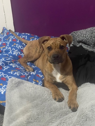 Cane Corso – cane corso cross American bulldog
