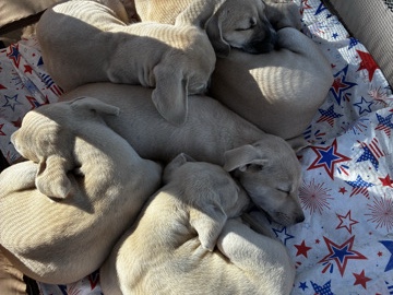 American Pit Bull Terrier – Puppies – Oklahoma City