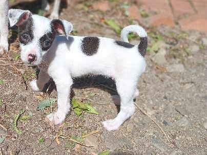 Chihuahua – 2 month old vida