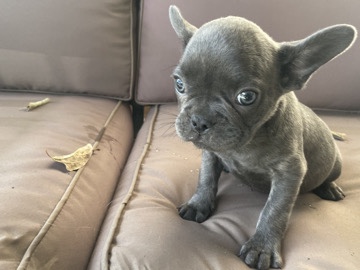 French Bulldog – male French bulldog