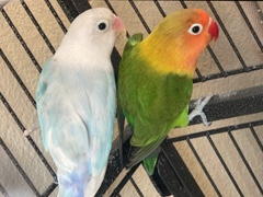 Adult LoveBird - $25