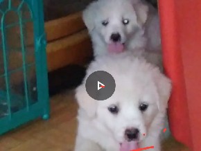 great pyrenees pups