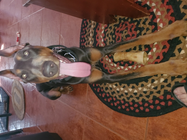 Doberman Pinscher – Handsome Blue Doberman