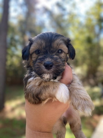 Maltese β Malti-Shipoo Puppies For Sale! π