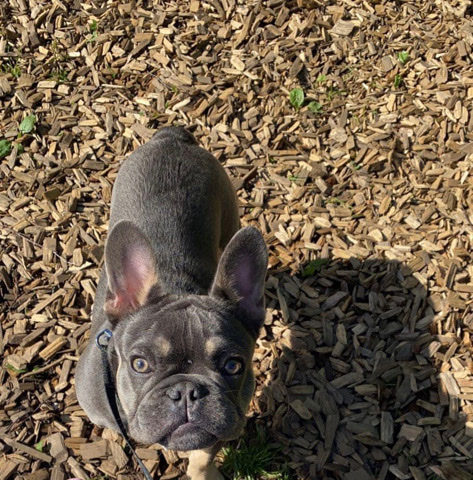 French Bulldog – French bulldog