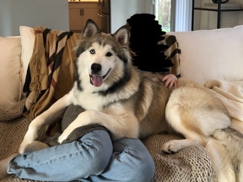 Alaskan Malamute – Alaskan Malamute: meet Theodore! – Cheney