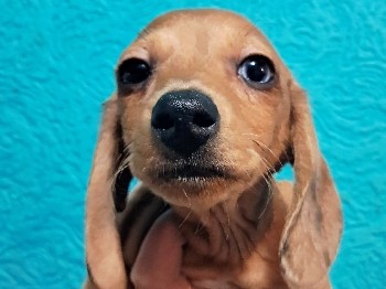 Dachshund – "Purple" AKC Male Red Dapple with Moon Eye – Vernon