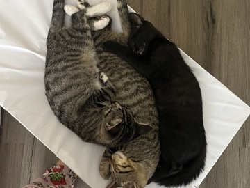 American Wirehair – •Healthy kittens for you ! – Willows