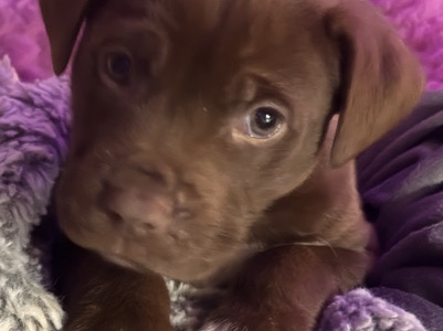 American Bulldog – puppy – LaGrange