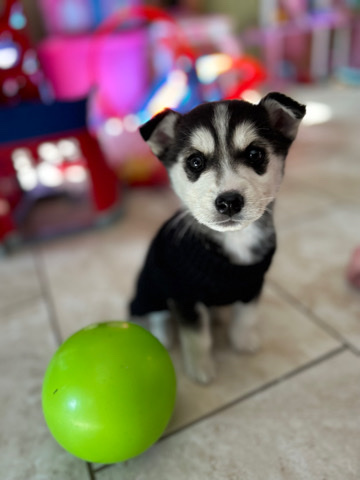 Siberian Husky – She is luna ! female, Siberian husky