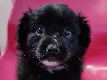 Pomeranian – pomerian puppy – Rialto