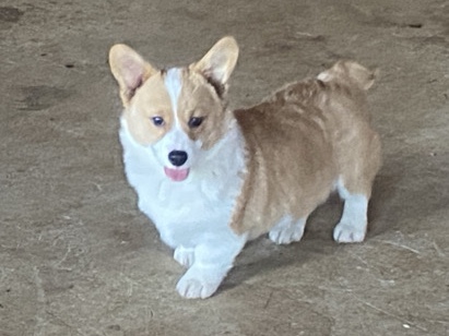 Pembroke Welch Corgi 