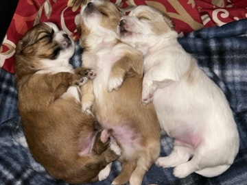 Shih Tzu – $500 Shitzu Males Puppies for Sale – Tampa