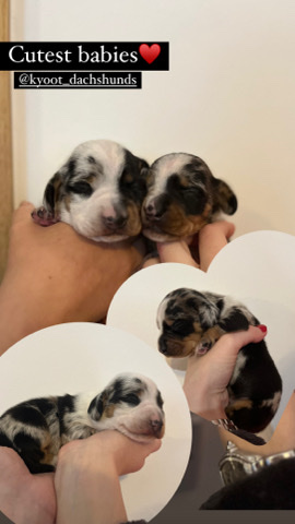 Dachshund – dachshund boys