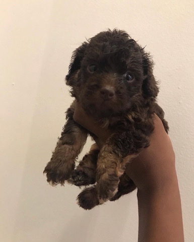 Poodle – Toy poodle chocolate