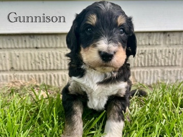 Poodle – bernedoodle – Ankeny