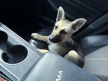 German Shepherd – german shepherd puppy – Seaside