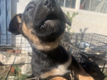 Doberman Pinscher – puppy’s – San Diego
