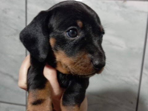 Dachshund – Filhotes fêmeas de Dachshund / Teckel / Cofap/ Salsicha – Brasília