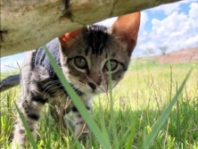 American Shorthair – Molly The Cat – Tempe