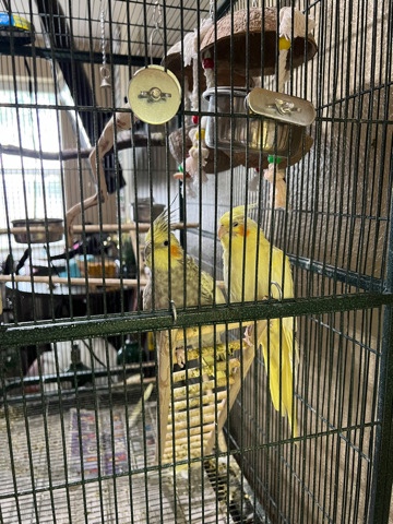 2 Female Cockatiels w/ Cage
