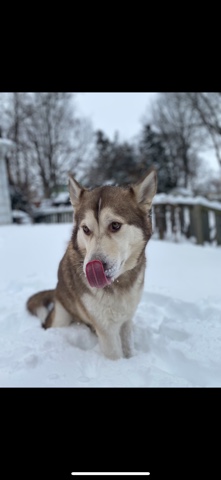 Siberian Husky – Siberian Husky
