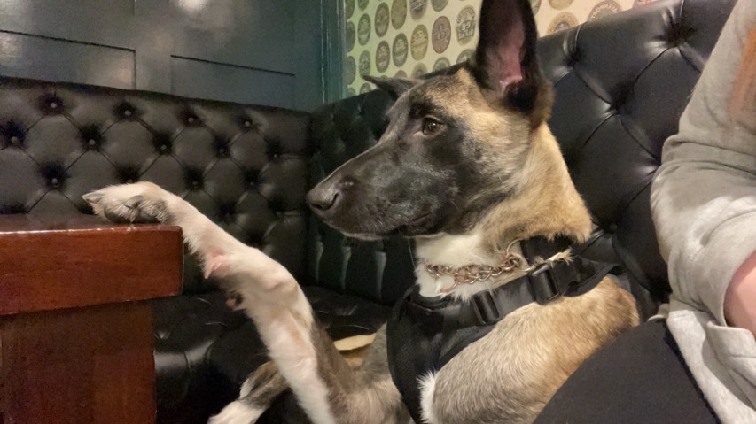 Belgian Shepherd Dog (Malinois) – 10 month Belgian malinois x grey hound