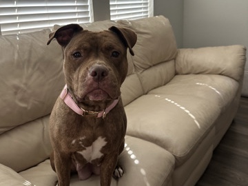 American Pit Bull Terrier – Loving Dog Looking for Her Forever Home 🐾 – San Antonio