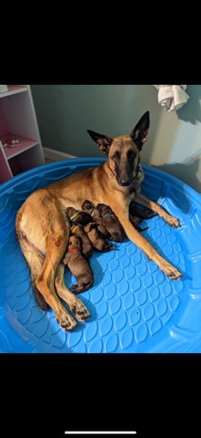 Belgian Shepherd Dog (Malinois) – Belgian Shepherd Puppies