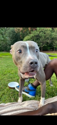 American Pit Bull Terrier – Pluto (Blue Nose Pit)
