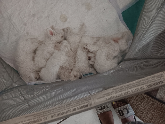 Maltese – maltichon cuties