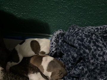 American Pit Bull Terrier – Bully pit mix – Houston