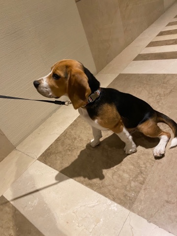 Beagle – Pure Male Beagle