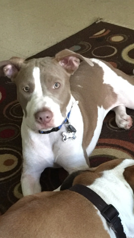 American Pit Bull Terrier – In need of a loving home