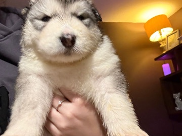 Alaskan Malamute – Alaskan malamute puppy for sale – Swaffham