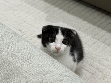 Adorable 3 Month Old Male Kitten for Adoption – Al Ain