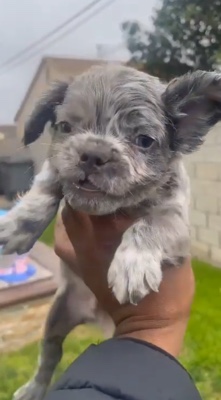 French Bulldog – Fluffy Merle Male Puppies